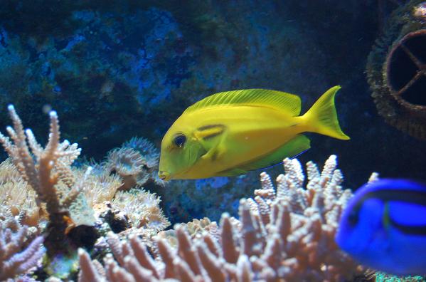 acanthurus olivaceus.jpg