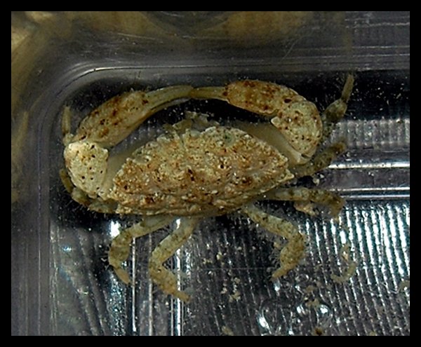 Vaalea taskurapu n. 3cm