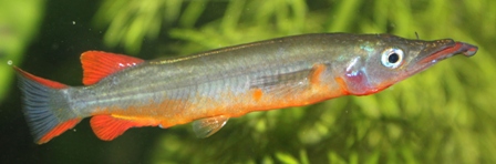Nomorhamphus sp. (2).JPG