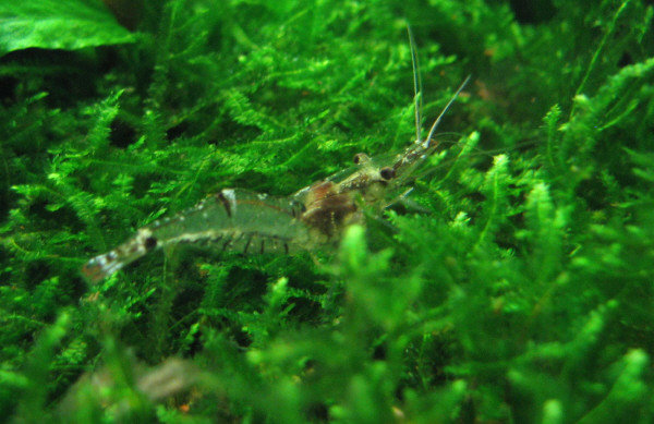 ghostshrimp4.JPG