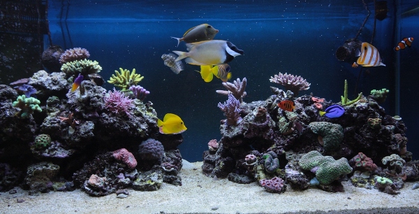 Allas tammikuussa 2011