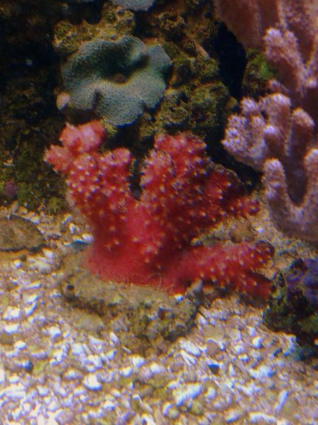 Chili koralli 070111.jpg