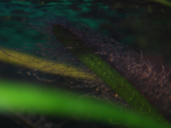 aquarium 124.jpg