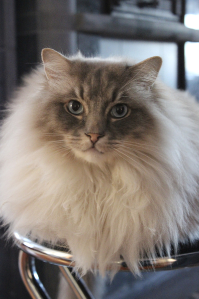 kissa.jpg