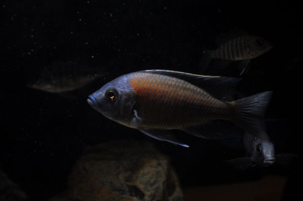 Copadichromis borleyi koiras