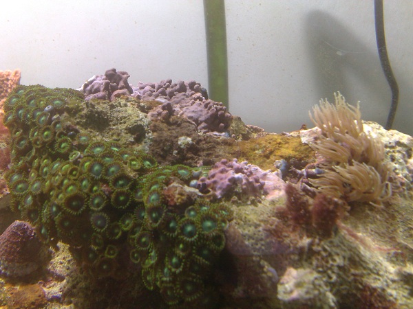 zoathus ja Tubipora musica