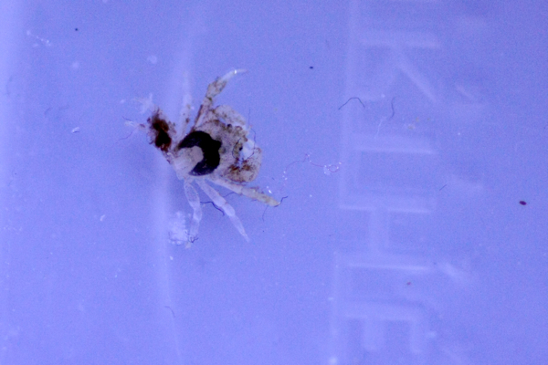 3mm kokoinen caulastrea-rapu