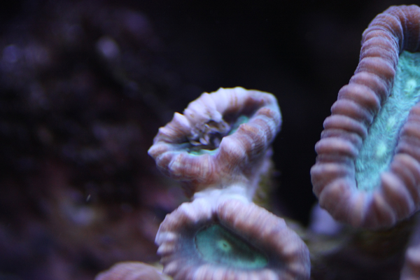 "revennyt" caulastrea