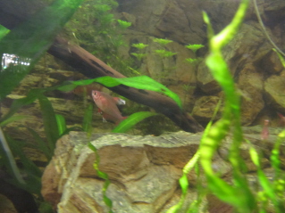 IMG_0957mini.jpg