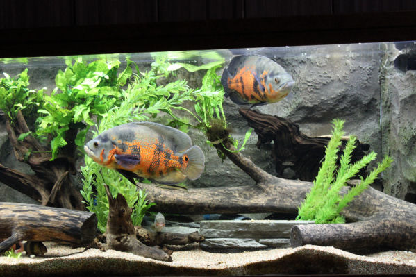 Led 150W.jpg