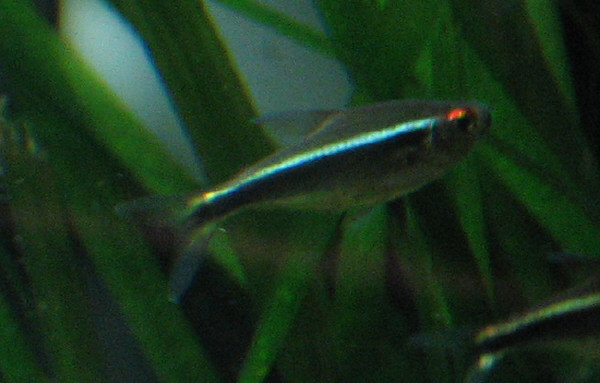 mustaneontetra3.JPG