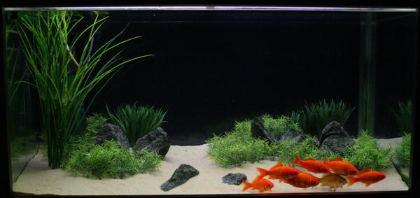 Kultakalat 600x283.jpg
