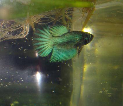 Veljes nro 1 (saman värinen kuin vanhemmat)