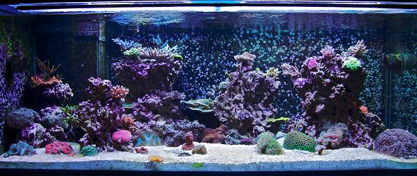 Tankki 18.11.2011.jpg