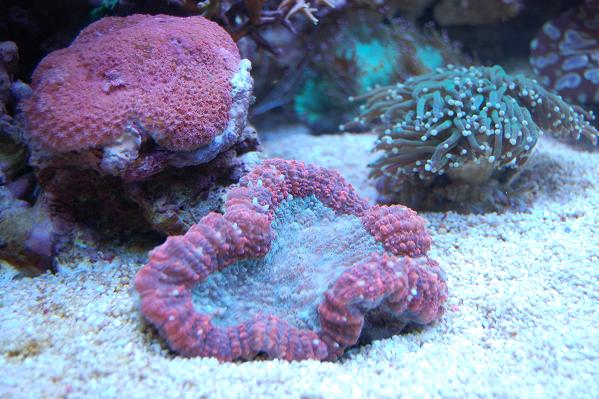 Punaista ja vihreetä.jpg