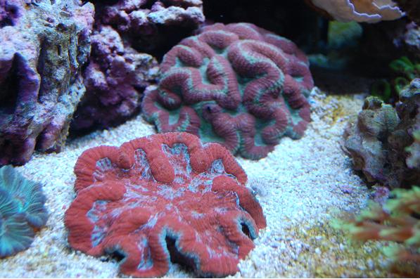 Punaista ja vihreetä 2.jpg