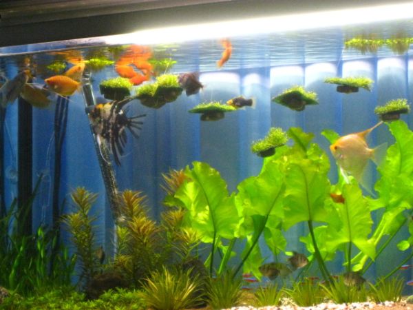 My 375L Aquarium © 2011 - Thomas