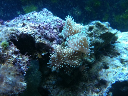 Pikkusia sarcoja järvenpäästä