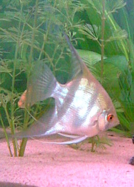 isompi lehtikala