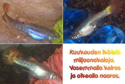 Tässä ois mallia neljän viikon ikäisistä miljoonakaloista