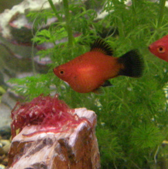 platy.jpg