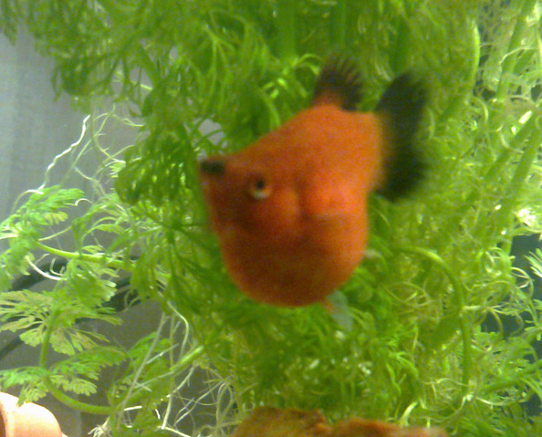 platy.jpg
