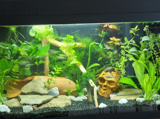 Tämä ilman salamaa, todellinen ulkomuoto.