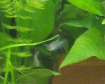 Söpöläiset! &lt;:-)