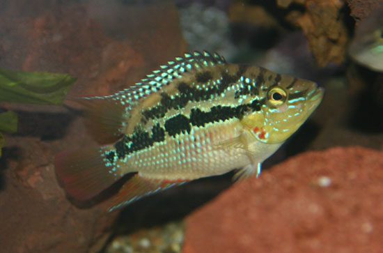 Salvinikoiras