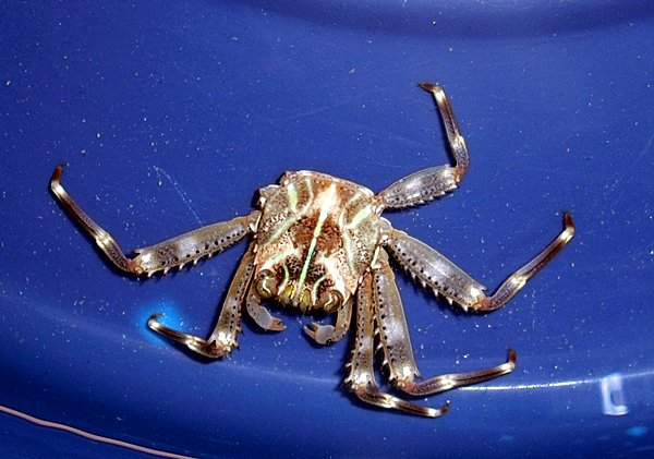 Grapsus grapsus