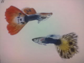 Oman populaation kantaisät