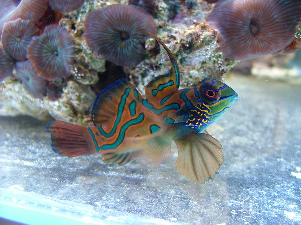 aw mandariini II.jpg