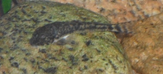 Elokuu-11 019.JPG