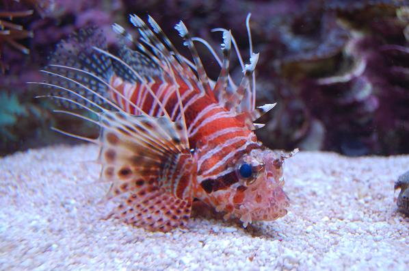 pterois antennata 1.jpg