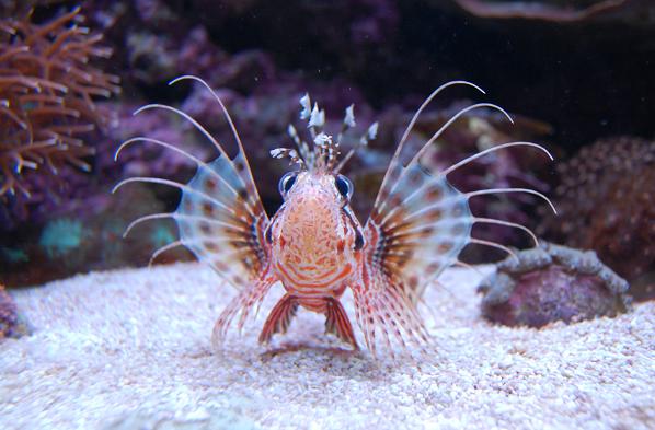 Simppu uhmakkaana..jpg