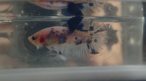 Taistelukalojaa 044.jpg