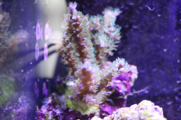 Viro 6.jpg