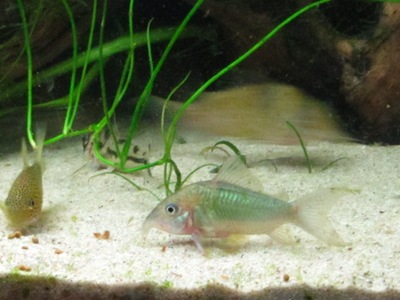 Brochis splendens, vihermonninen