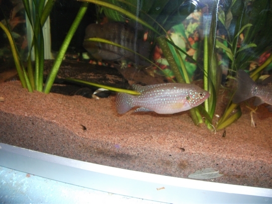 001 – Kopio.JPG