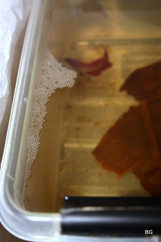 IMG_8524.JPG