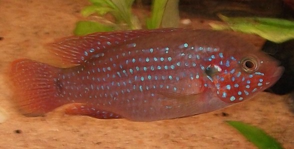 002 – Kopio.JPG
