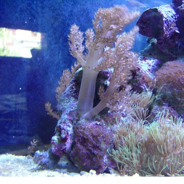 Korallit.jpg