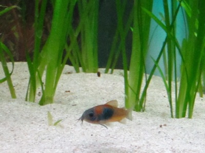 C. sp. &quot;venezuelanus&quot;