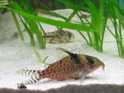 Corydoras agassizii, hohtomonninen