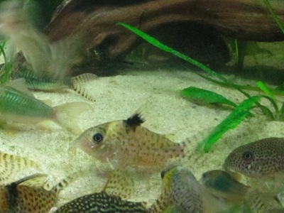 C. ambiacus, pantterimonninen