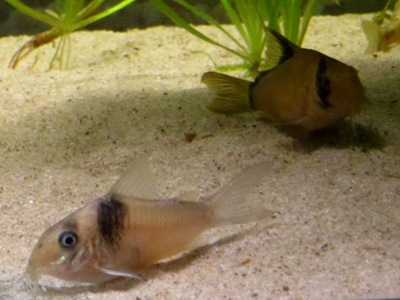 Corydoras virginiae, satulamonninen<br />taustalla C. metae, mustaselkämonninen